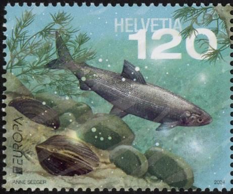 Balchen, Freshwater Mussels, and Stoneworts