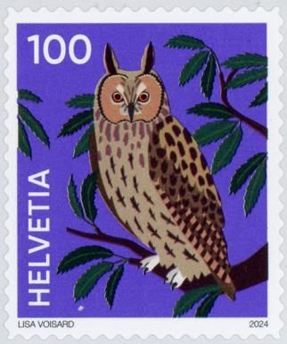 Long-eared Owl (Asio otus)
