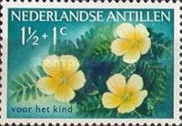 Turnera sp.