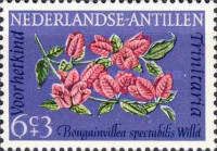 Hairy Bougainvillea (Bougainvillea spectabilis)