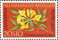 Yellow Trumpet Tree (Tecoma stans)
