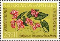 Coral Vine (Antigonon leptopus)