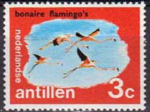 American Flamingo (Phoenicopterus ruber), Bonaire