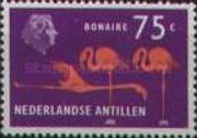American Flamingo (Phoenicopterus ruber), Bonaire