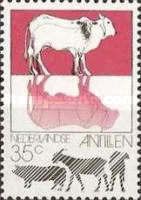 Cattle (Bos primigenius taurus)