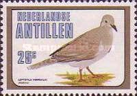 White-tipped Dove (Leptotila verreauxi)