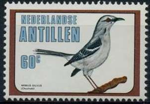 Tropical Mockingbird (Mimus gilvus)
