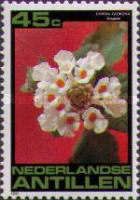Breastberry (Cordia globosa)