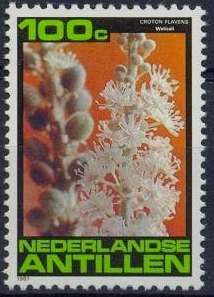 Welisali (Croton flavens)