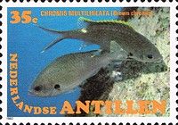 Brown Chromis (Chromis multilineata) 