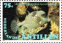 Spotted Trunkfish (Lactophrys bicaudalis)