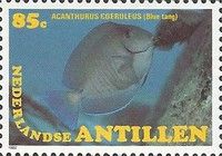Blue Tang (Acanthurus coeruleus)