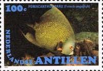 French Angelfish (Pomacanthus paru)