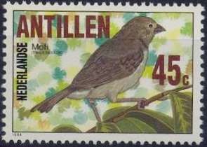 Black-faced Grassquit (Tiaris bicolor)