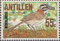 Rufous-collared Sparrow (Zonotrichia capensis)