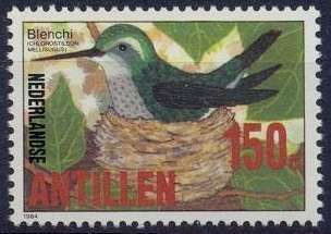 Blue-tailed Emerald (Chlorostilbon mellisugus)