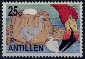American Flamingo (Phoenicopterus ruber ruber)