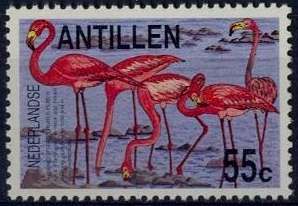 American Flamingo (Phoenicopterus ruber ruber)