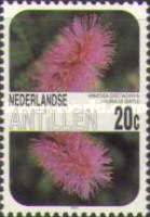 Nuna di Gatu (Mimosa distachya)