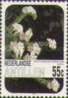 Sali (Heliotropium ternatum)