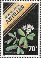 Jacquinia arborea
