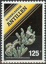 Tournefortia gnaphalodes