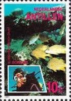 Scuba Diver, French Grunt (Haemulon flavolineatum) 