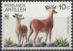 White-tailed Deer (Odocoileus virginianus)