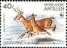 White-tailed Deer (Odocoileus virginianus)