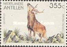 White-tailed Deer (Odocoileus virginianus)