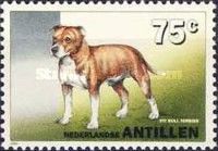 Pit Bull Terrier (Canis lupus familiaris)