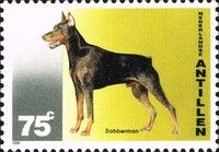 Doberman Pinscher (Canis lupus familiaris)