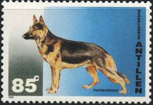 German Shepherd (Canis lupus familiaris)