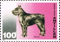 Bouvier des Flandres (Canis lupus familiaris)
