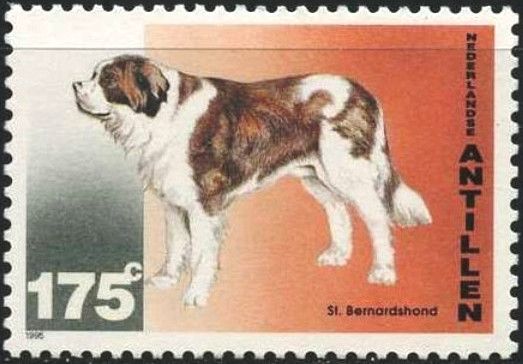 Saint Bernard Dog (Canis lupus familiaris)