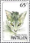 Silver Egyptian Mau (Felis silvestris catus)