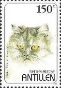 Blue Smoke Persian (Felis silvestris catus)