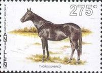 Thoroughbred (Equus ferus caballus)