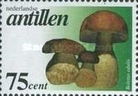 Boletus edulis