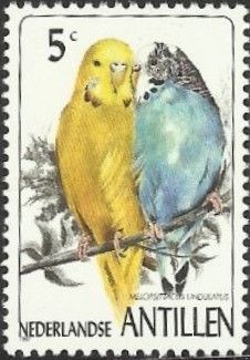 Budgerigar (Melopsittacus undulatus)