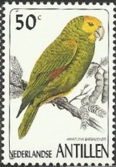 Yellow-shouldered Parrot (Amazona barbadensis)