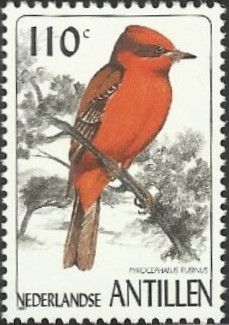 Vermilion Flycatcher (Pyrocephalus rubinus)