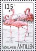 American Flamingo (Phoenicopterus ruber)