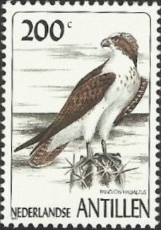 Osprey (Pandion haliaetus)