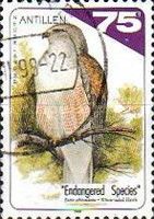 White-tailed Hawk (Buteo albicaudatis)