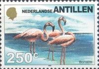 American Flamingo (Phoenicopterus ruber), Bonaire