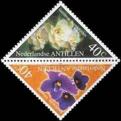 Saintpaulia ionantha