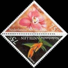 Cymbidium
