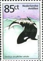 Killer Whale (Orcinus orca)