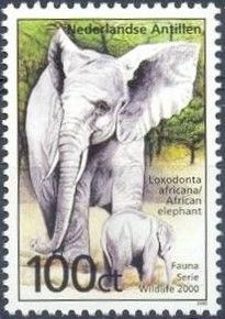 African Elephant (Loxodonta africana)